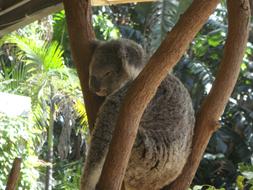 goodly Koala Australia Cute