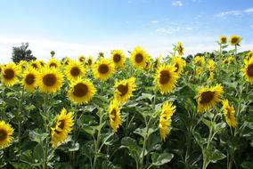 Flower Sunflower Field