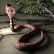 goodly snake reptile