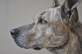 fabulous Animal Dog