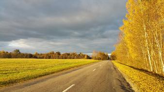 Fall Autumn Golden