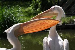 two white Pelicans in Zoo on a blurred background