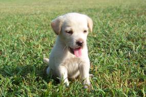 perfect Golden Retriever Canine