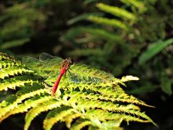 Dragonfly Red Autumn