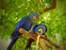 exotic Parrot Blue Birds