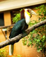 Toucan, tropical Bird perched branch