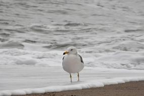 seagull standing in foamy surf