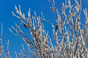 Beautiful frosted branches with birds at blue sky background