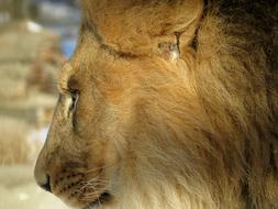 impressively beautiful Lion Mane Big
