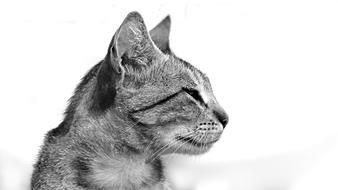 black and white photo profile of a domestic cat