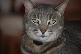 goodly Cat Look