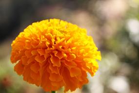 Marigold Flower Gold
