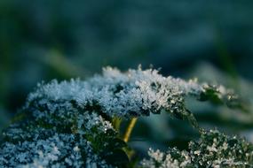 Frost Leaf Nature