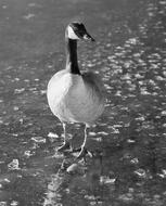 impressively beautiful Goose Bird