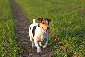 Jack Russel Dog walking on path