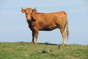 brown cow on green meadow against blue sky