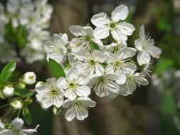 Nature Apple Tree Blossom