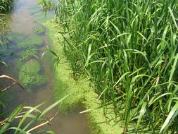 Grass by the Lake