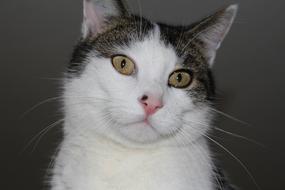 white and grey face of Domestic Cat