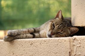 fabulous Cat Lying Relax