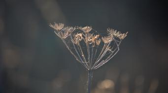 Plant Field Nature