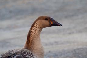 goodly Goose Portrait