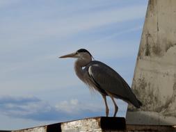 goodly Bird Ocean