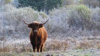 Mammal Grazing Animal