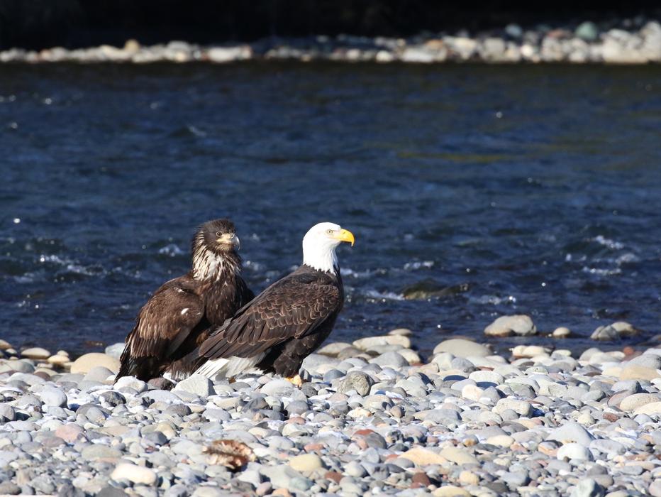 goodly Eagle Teaching Fishing