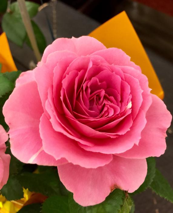 Bloom Blossom Close-Up