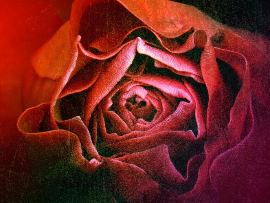 vintage rosebud image