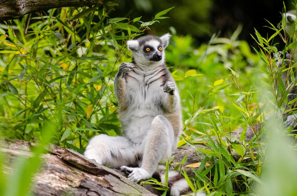 ring-tailed lemur among greenery