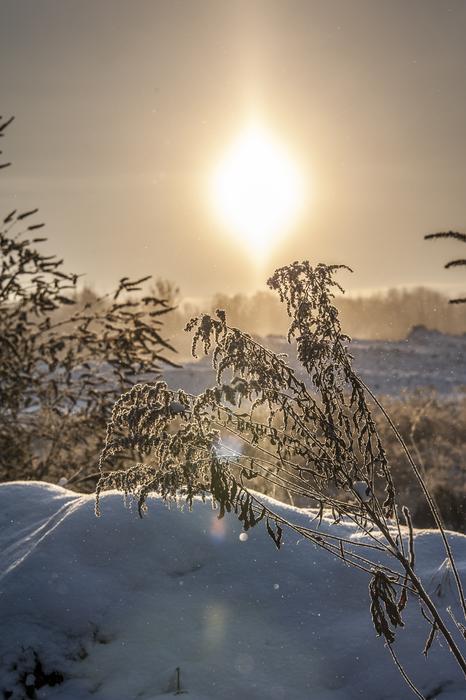 Winter Cold Plant