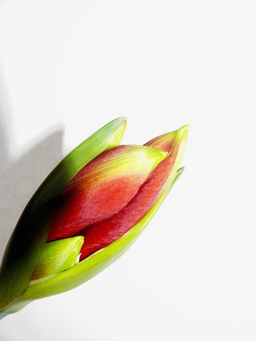red and green Amarillis flower
