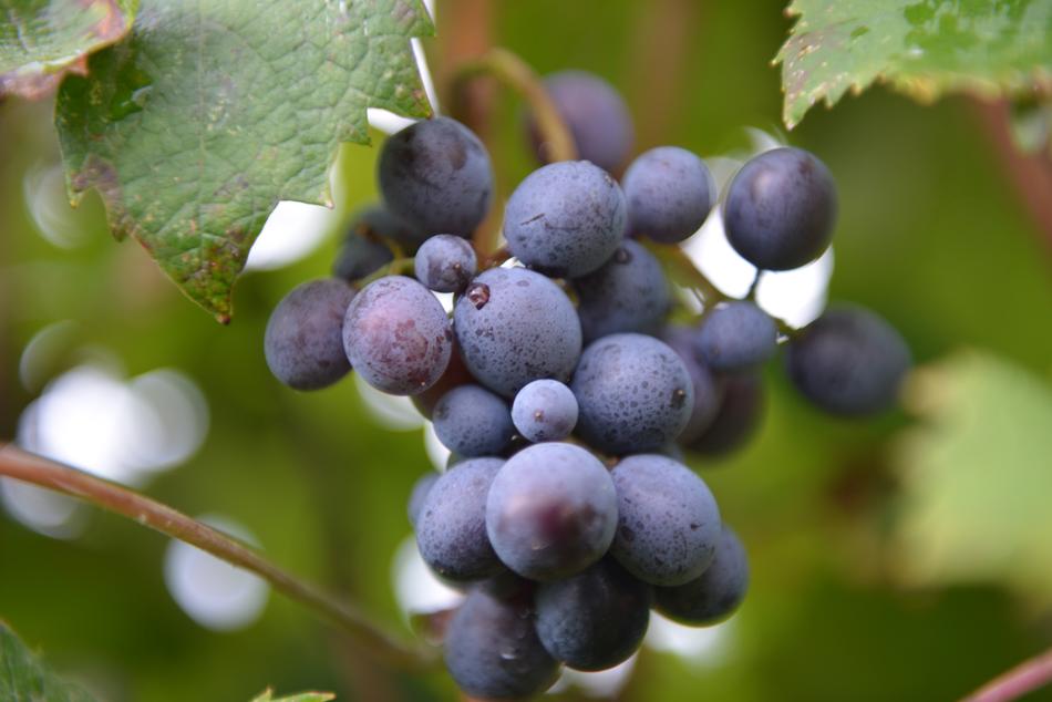 Wine Vit Screws