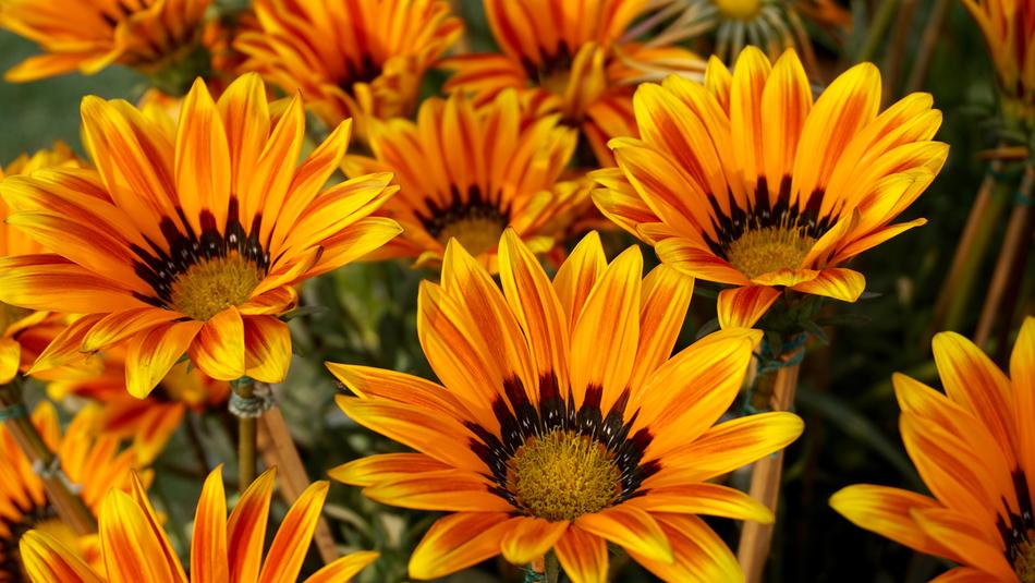 Beautiful Flowers Sunflower Bed Of