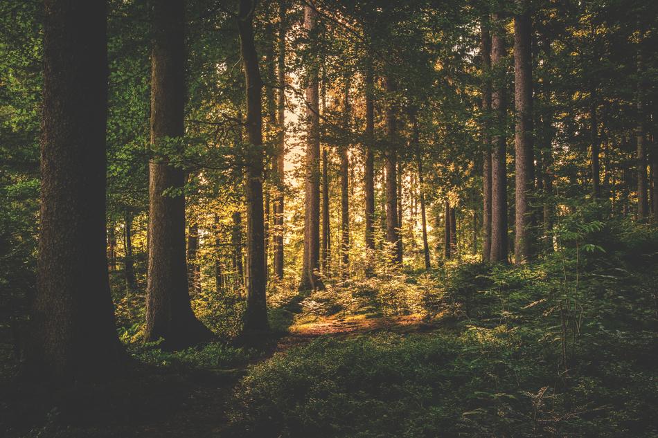 Conifer Sunrise Daylight