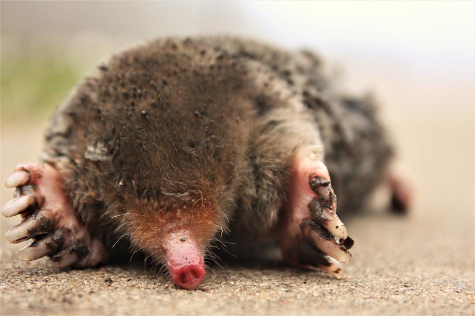 goodly Mole Dig Rodent