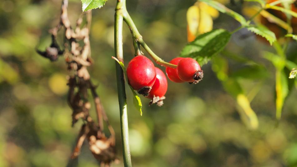 Bay Fall Plant