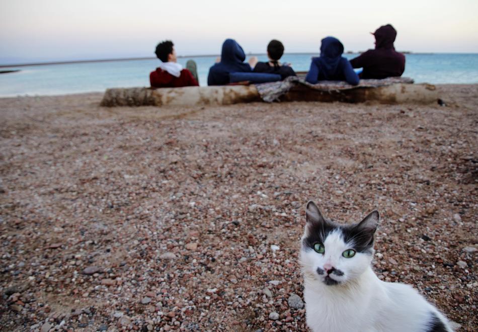 Cat and people on sea