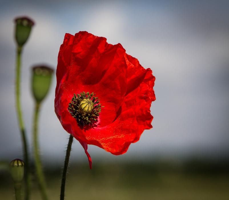 Red Poppy Flower in wilderness