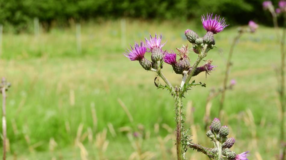 Cirsium Flower