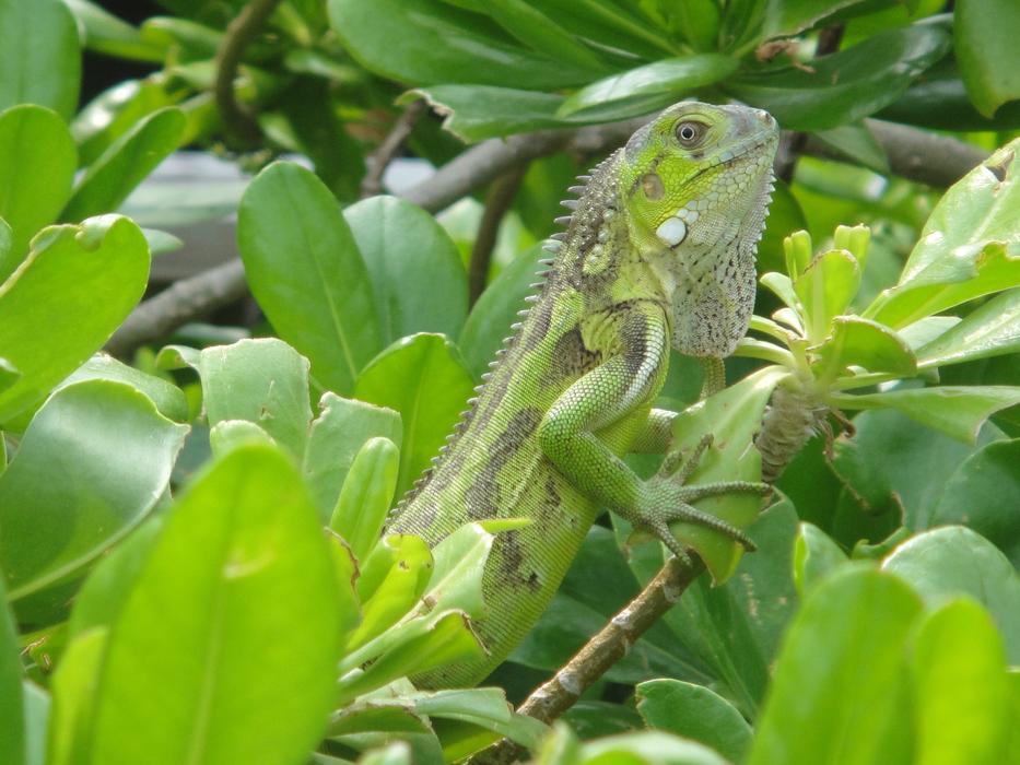 Iguana Reptile Bonaire