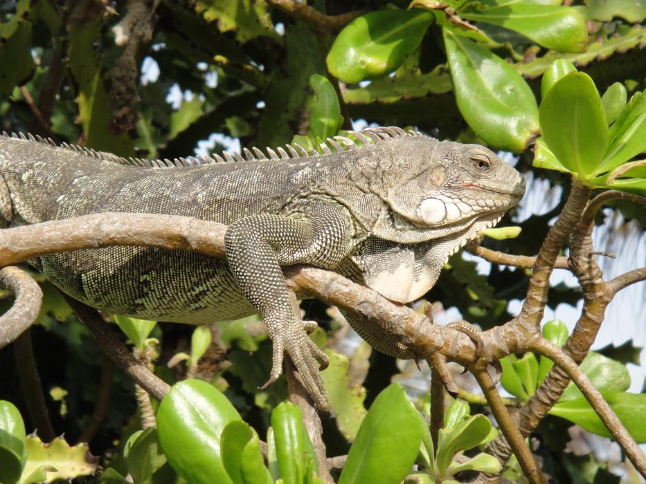 Iguana Reptile Bonaire