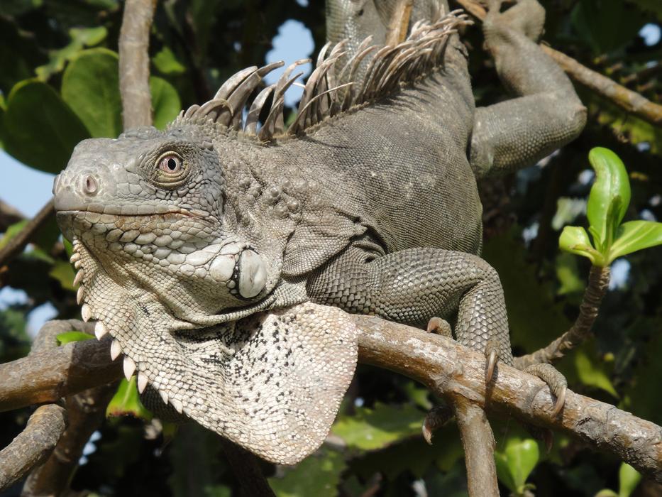 Iguana Reptile Bonaire