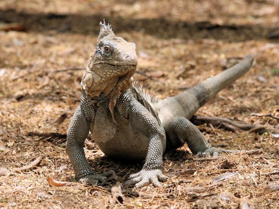 Iguana Reptile Bonaire at nature
