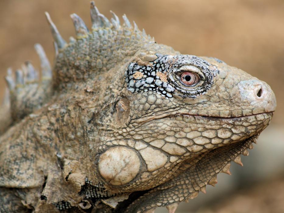 Iguana Reptile Bonaire