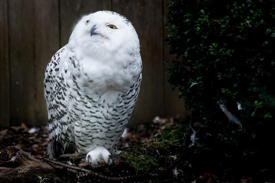 cute Snowy Owl in captivity