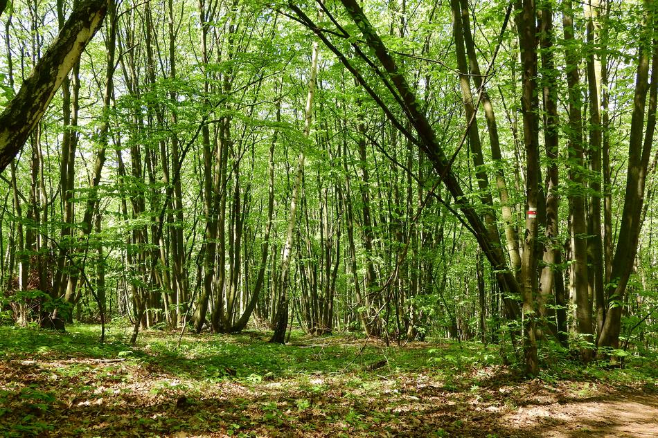 Coppice Polykormon Forest