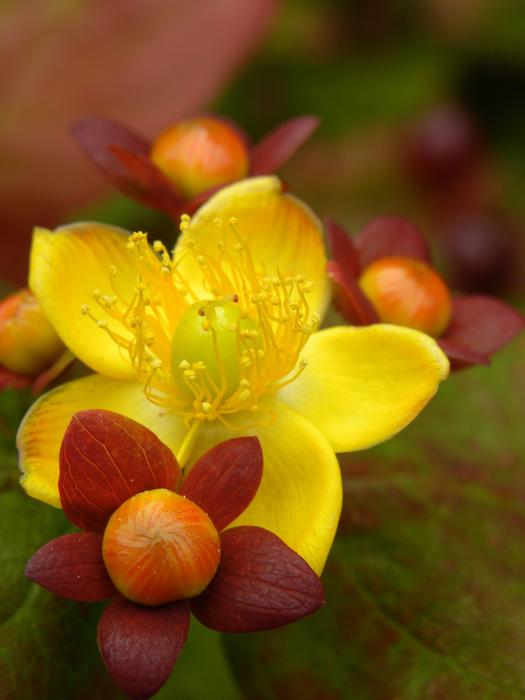 Flower Plant Nature
